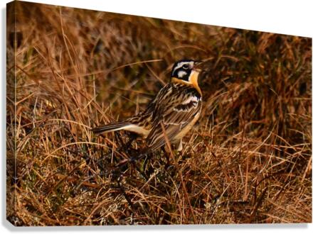 SmithsLongspur Canvas Print