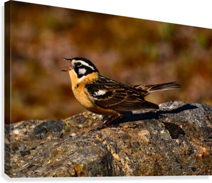 SmithsLongspur Canvas Print
