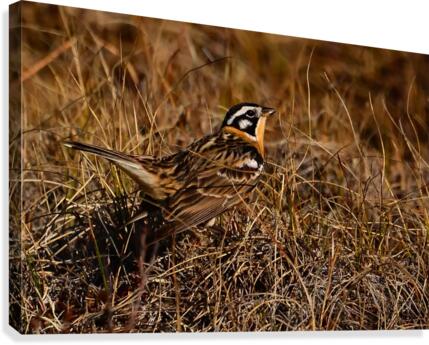 SmithsLongspur Canvas Print