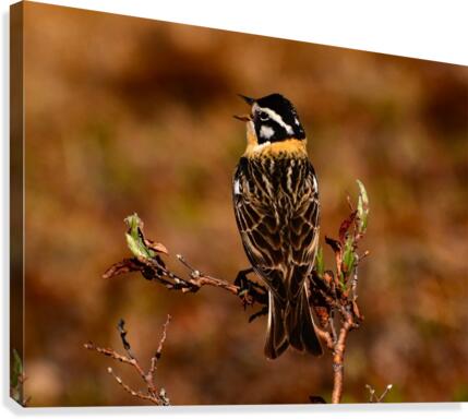 SmithsLongspur Canvas Print