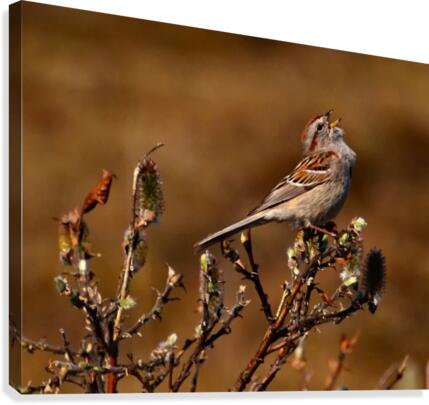 TreeSparrow Canvas Print