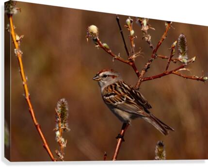 TreeSparrow Canvas Print