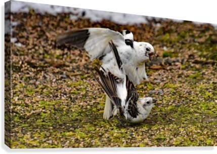 SnowBunting Canvas Print