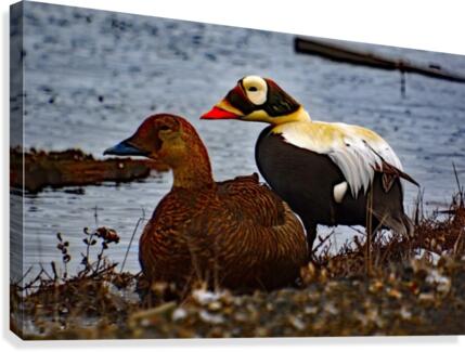 SpecticledEiders Canvas Print