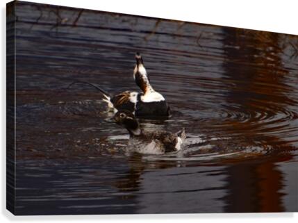Long-tailed Duck Canvas Print