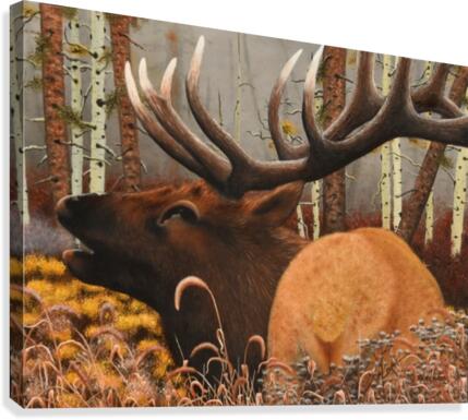 Elk Canvas Print