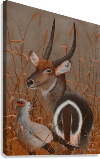 Waterbuck Canvas Print
