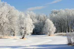 hoar frost on trees