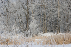 hoar frost 