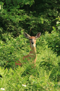 Doe a deer a female deer