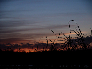 reeds on pond
