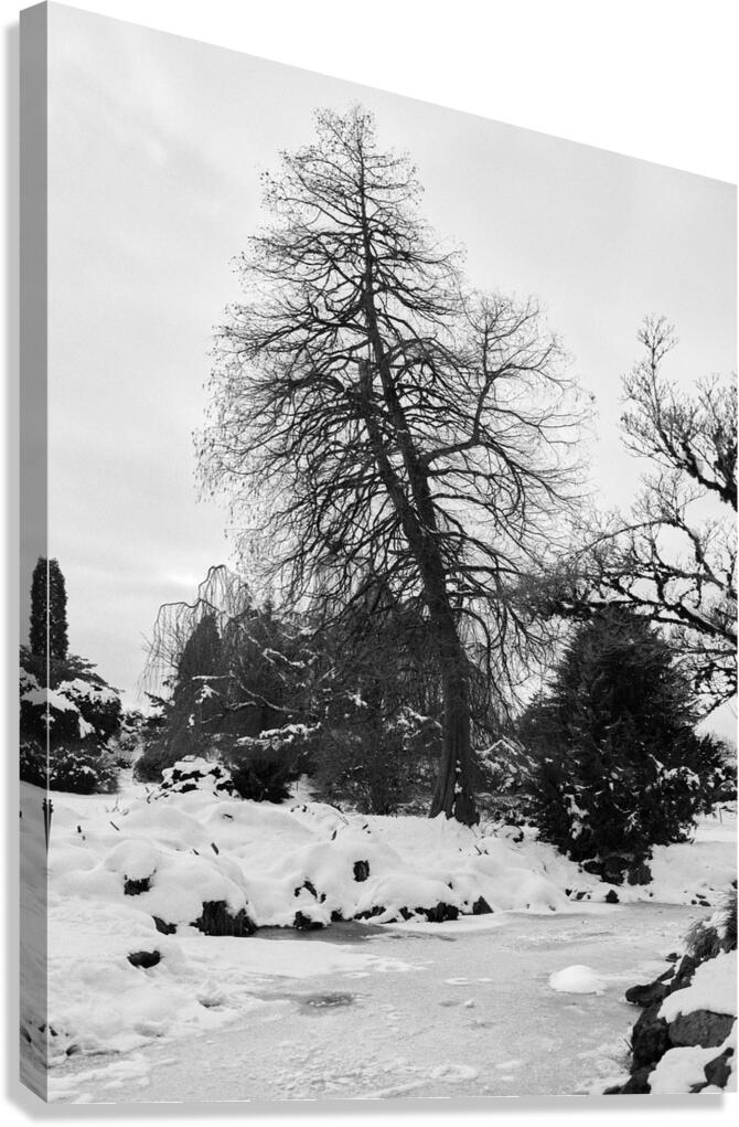 The Tree II Canvas Print