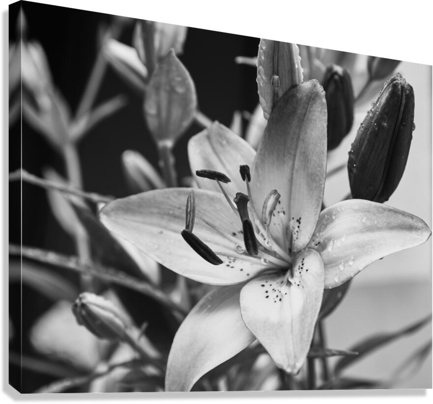 Lily Canvas Print