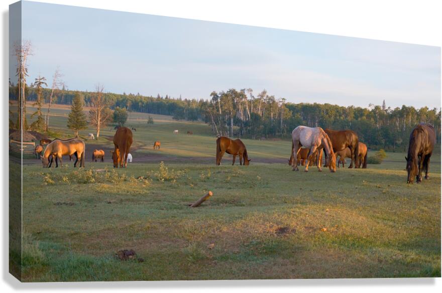 Flying U Ranch Canvas Print