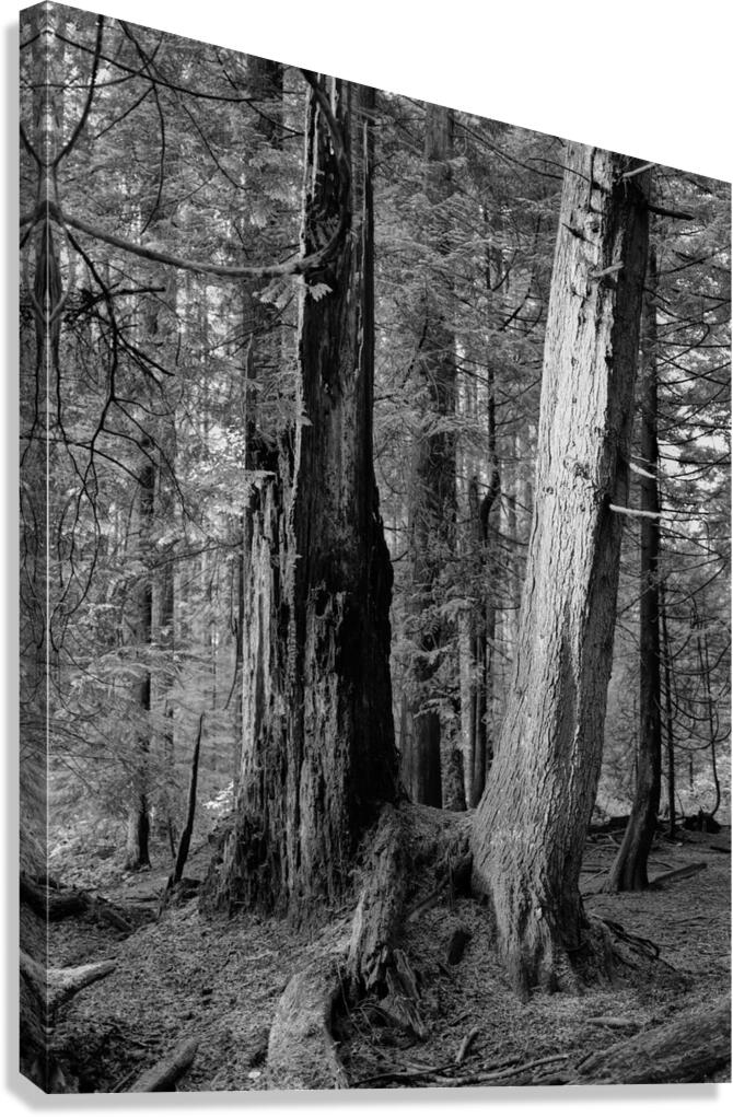 Tree III Canvas Print