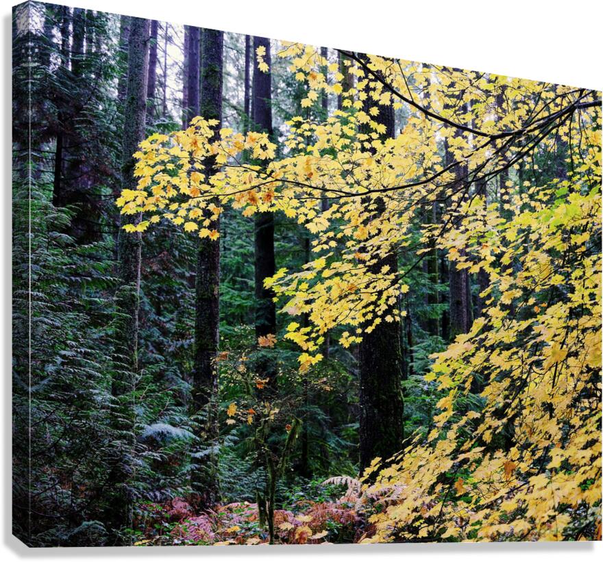 Fall Colour I Canvas Print
