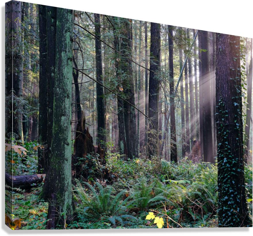 Winter Light Canvas Print