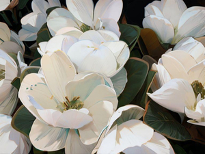 Magnolias