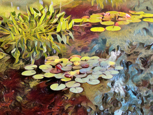 Lilly Pads in September