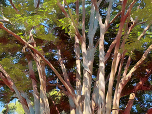 A Garden Bush