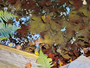 Reflections In The Pond