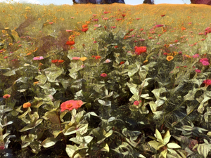 Field Of Flowers
