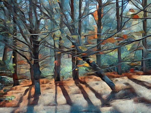 Tree Shadows From The Forest Print