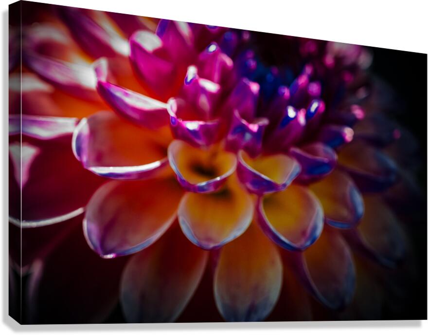 BAM  Canvas Print