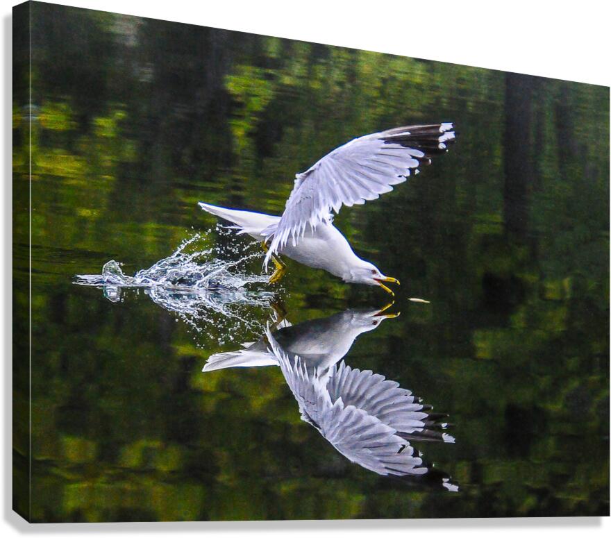seagull  Canvas Print