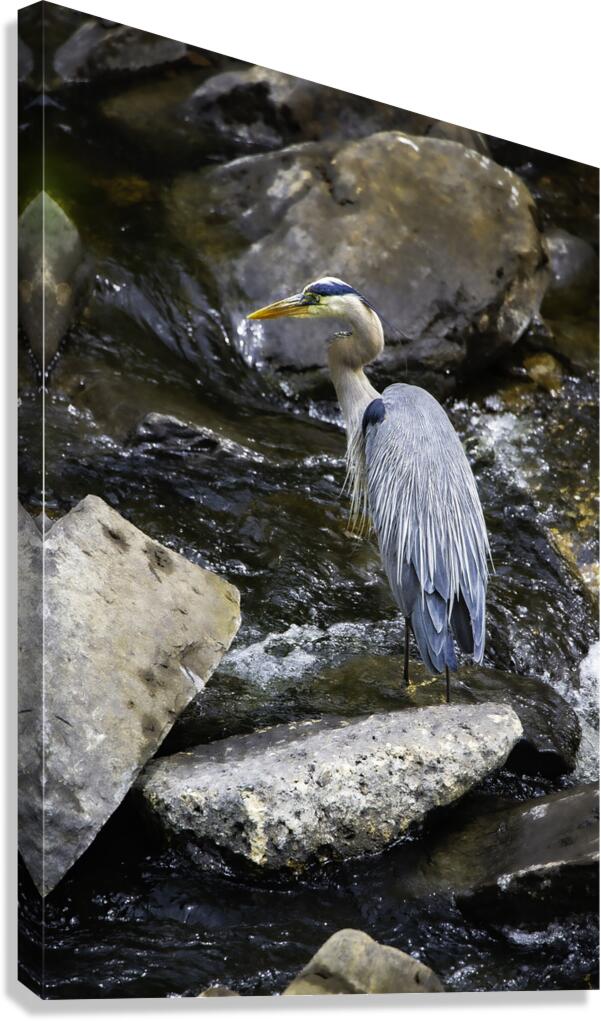 JBS 1574 Canvas Print