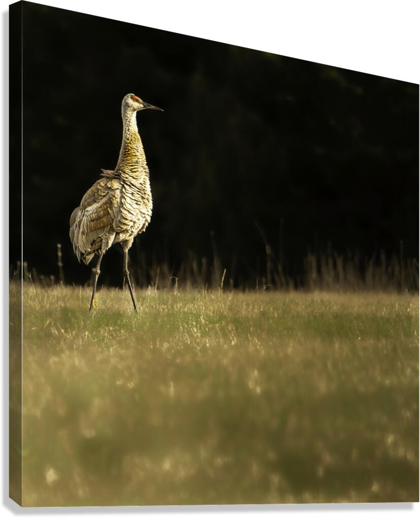 JBS 0909 Canvas Print