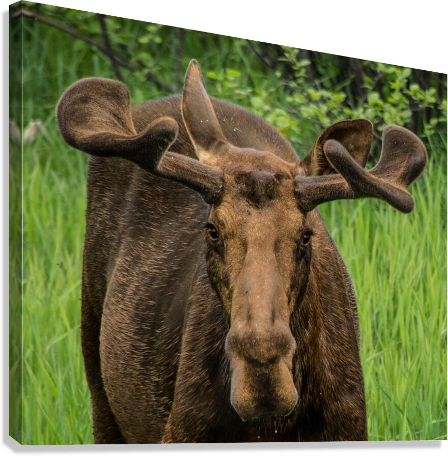JBS 2500 Canvas Print