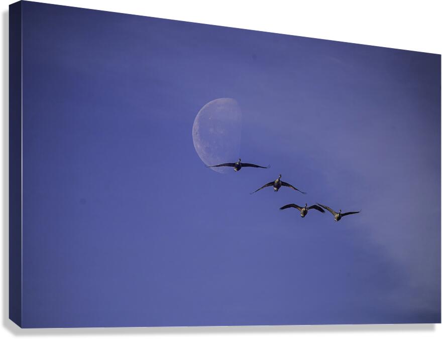 JBS 5264  Canvas Print