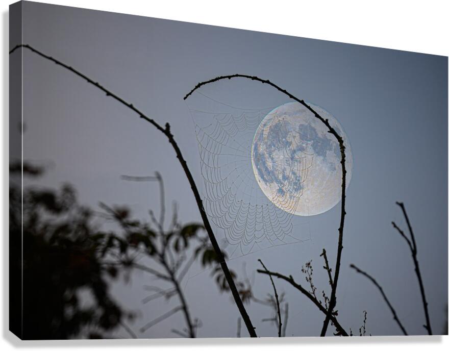 ZJS 8305  Canvas Print