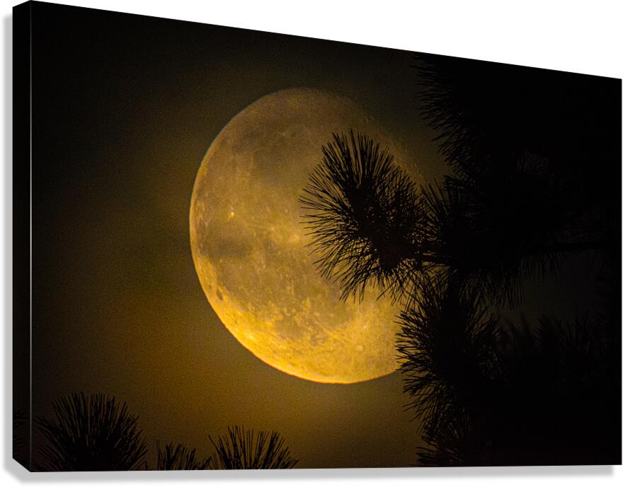 JBS 9574  Canvas Print
