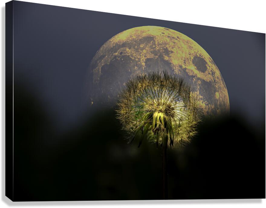 JBS 4981  Canvas Print