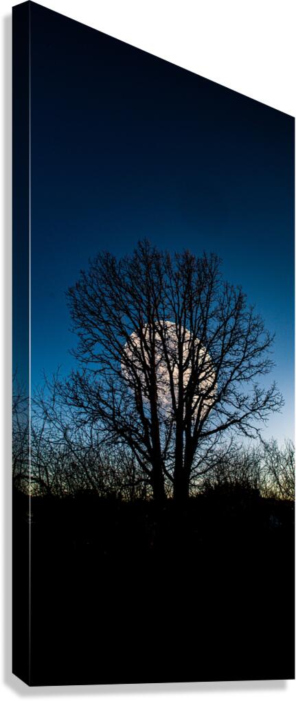 JBS 0046  Canvas Print
