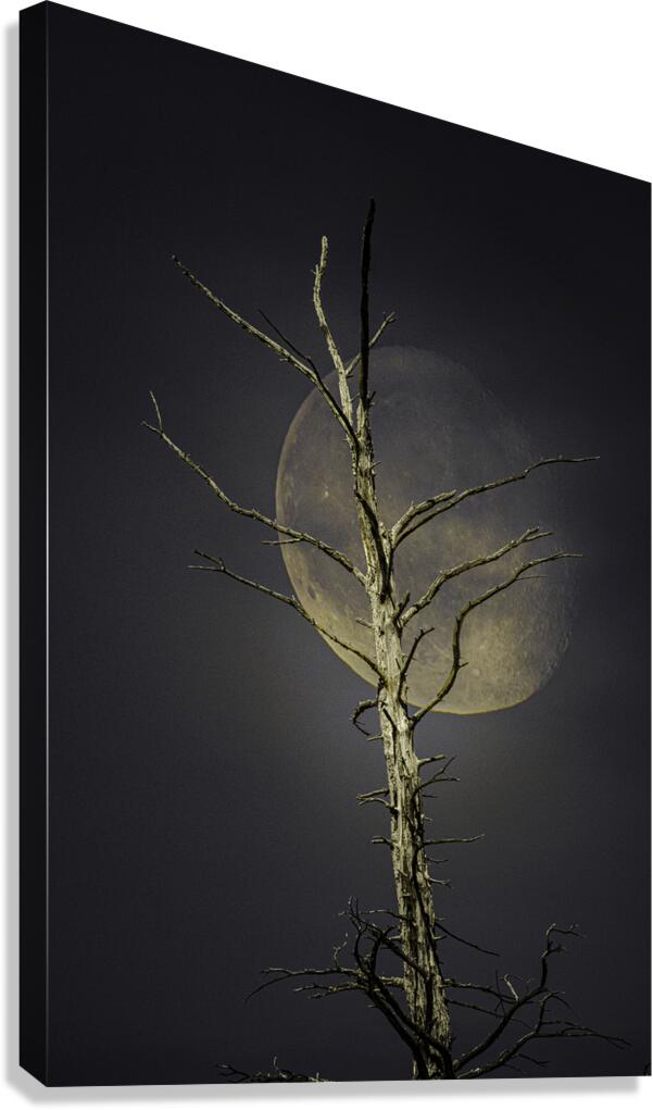 JBS 0997 Canvas Print
