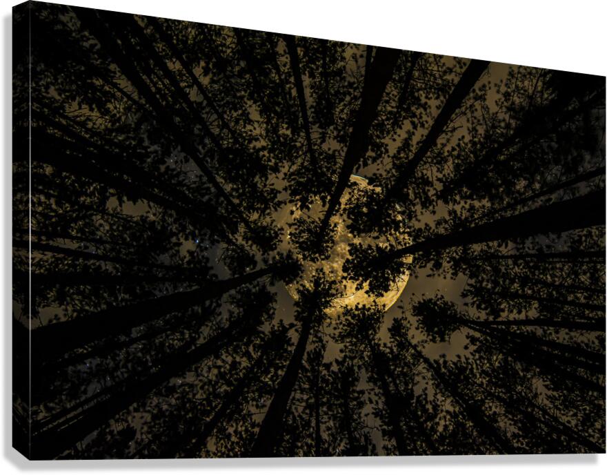 JBS 5549  Canvas Print