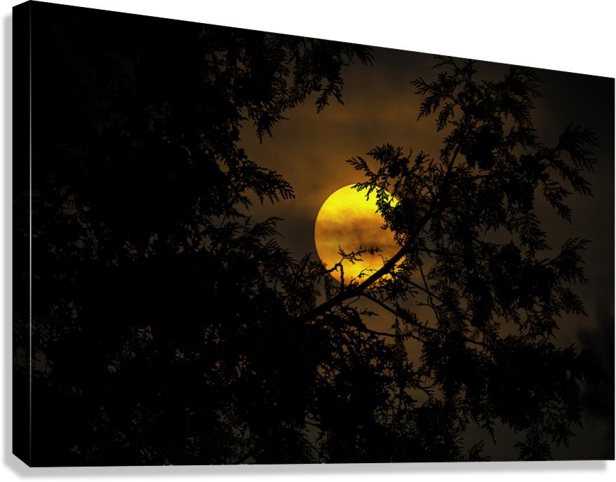 JBS 3573  Canvas Print