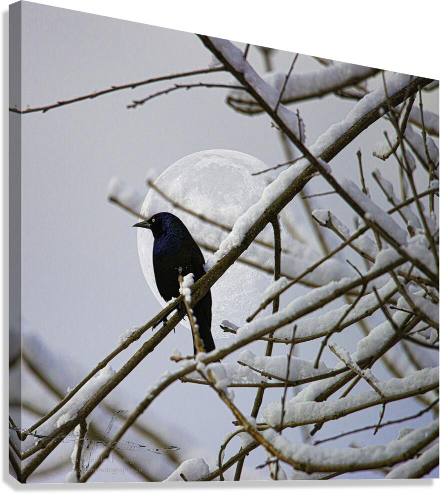 JBS 0164  Canvas Print