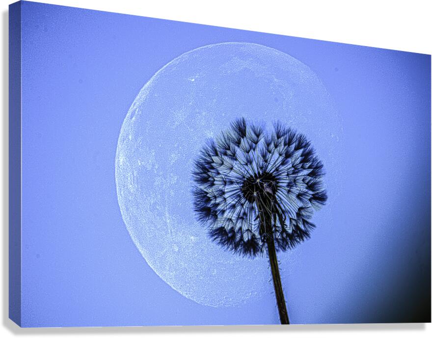 JBS 1373  Canvas Print