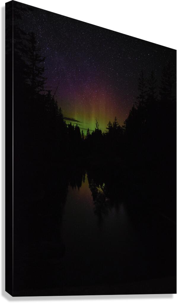 swamp light Canvas Print