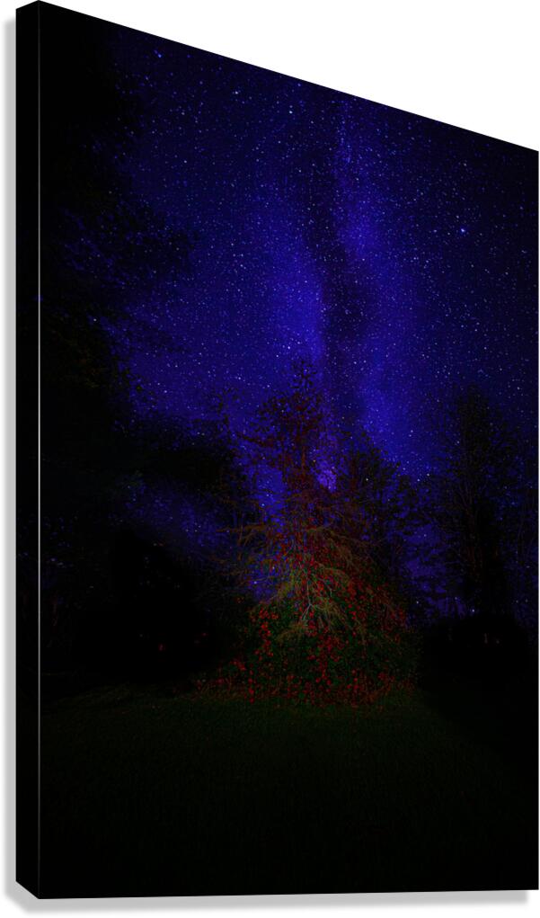 JBS 3648  Canvas Print