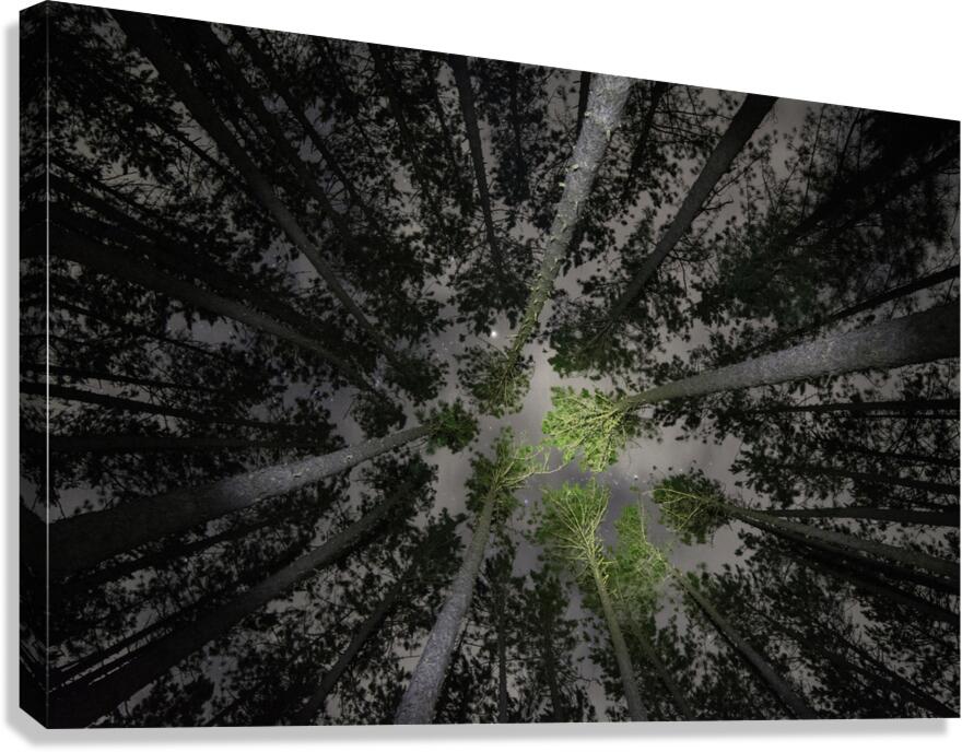 JBS 5553  Canvas Print