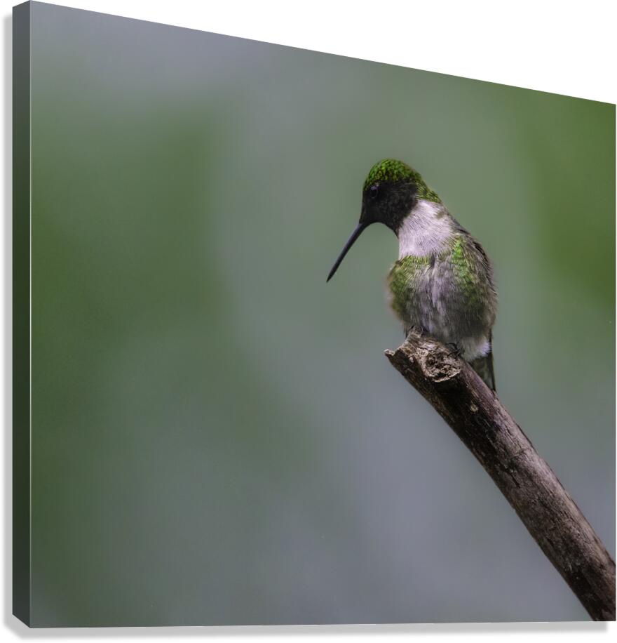 JBS 1233 Canvas Print