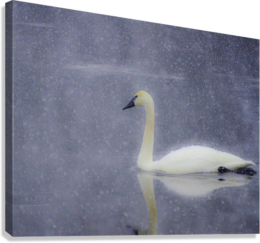 JBS 4477 Canvas Print