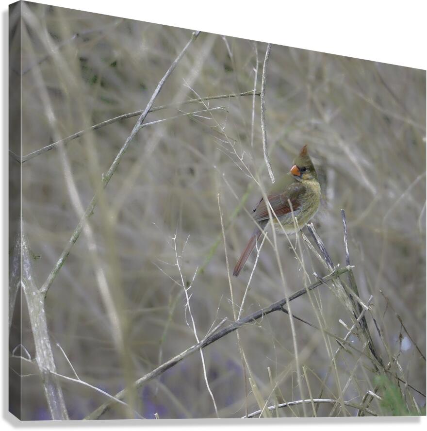JBS 0660 Canvas Print