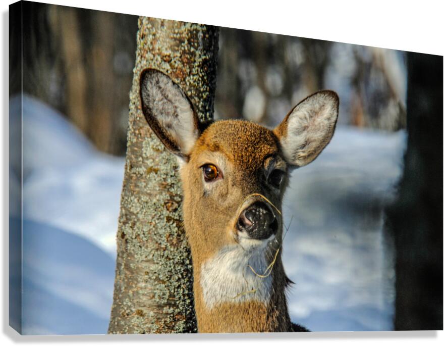  JBS4926 Canvas Print