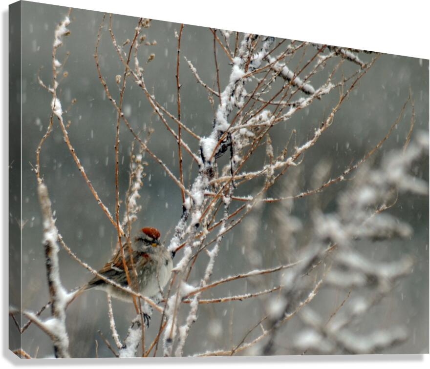  JBS9523 Canvas Print